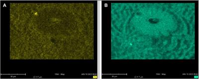 Cry me a Pele’s tear: new insights on the internal structures of Pele’s tears